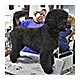 magen_being_groomed