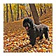magen_leaves