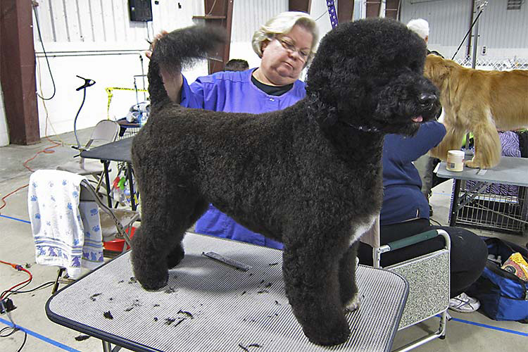 Magen Being Groomed