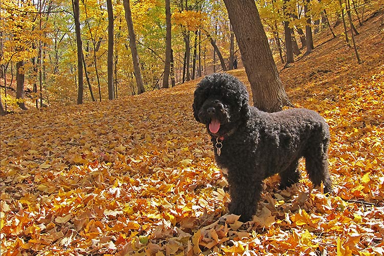 Magen in the Leaves