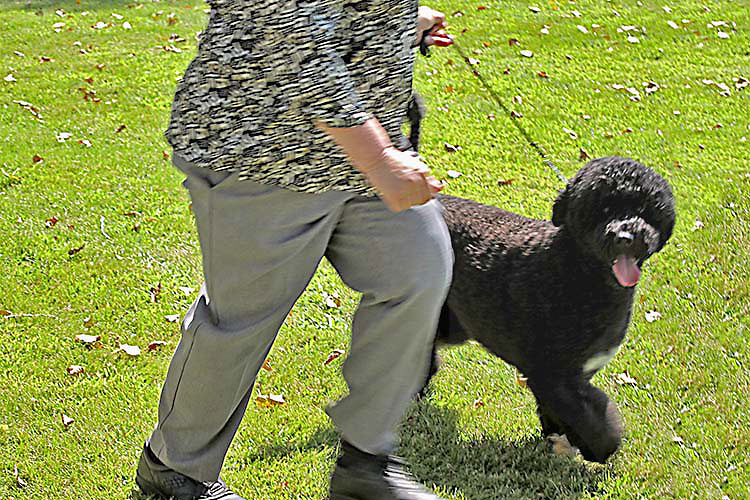 Magen in Show Ring